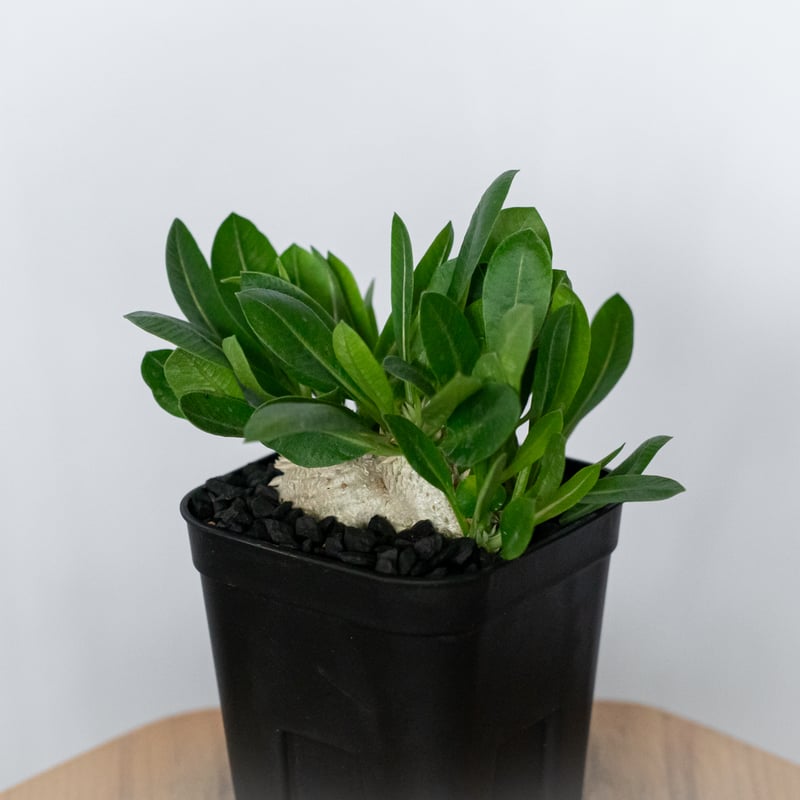 パキポディウム ブレビカウレ 恵比寿笑い 実生 Pachypodium brevicaule