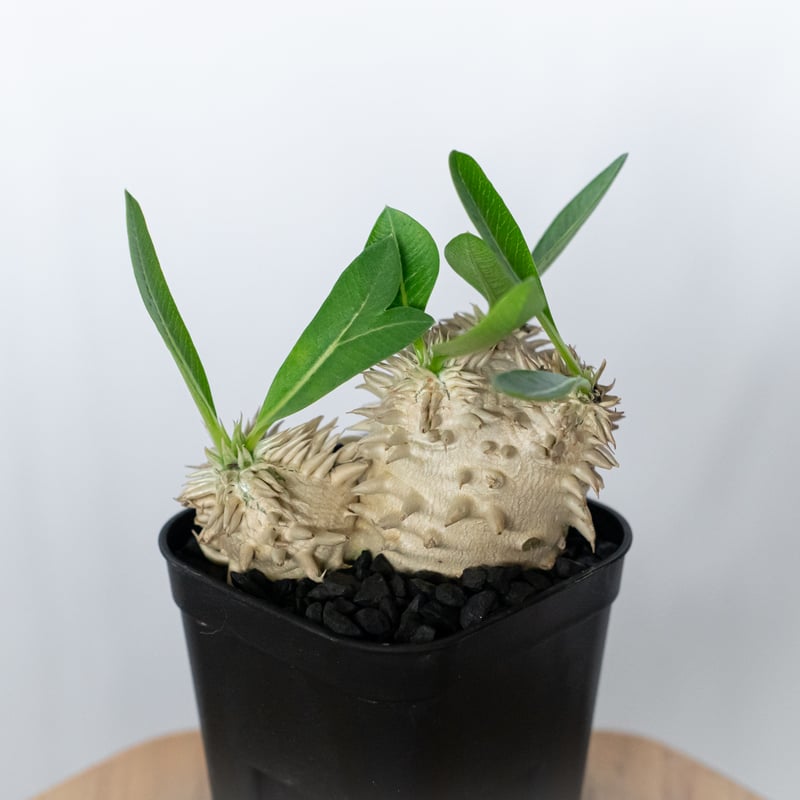 パキポディウム エブレネウム 実生 Pachypodium eburneum 塊根植物