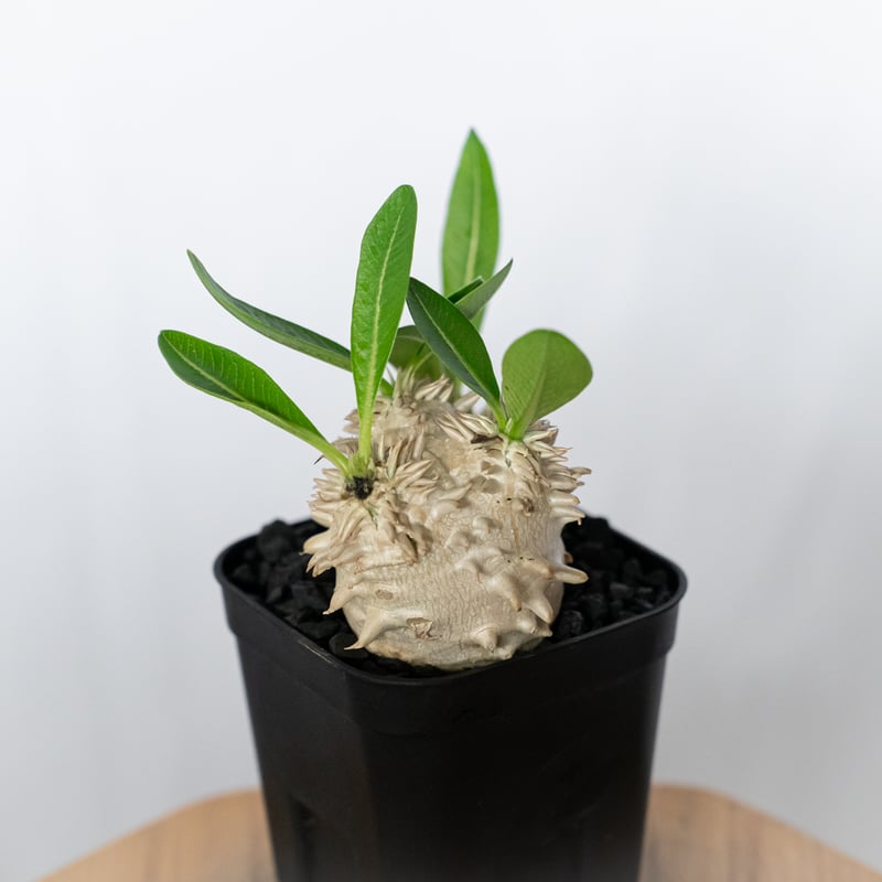 パキポディウム エブレネウム 実生 Pachypodium eburneum 塊根植物
