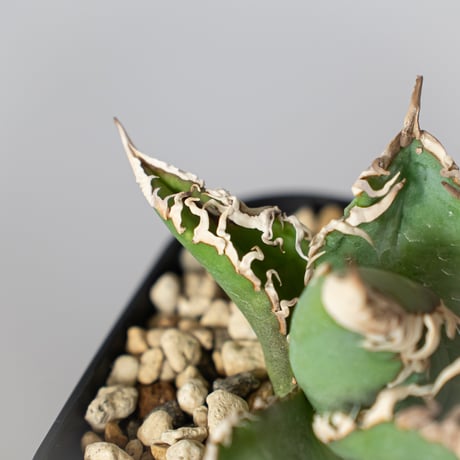 アガベ チタノタ 白幽霊 TC株【発根管理中】agave titanota white ghost 多肉植物 珍奇植物 静岡 ANTIDOTE 通販 S1526