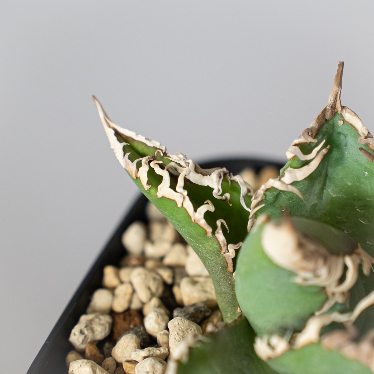 多肉植物 アガベ　チタノタ 緑幽霊 白覆輪 発根済 アガベ チタノタ 白幽霊 TC株【発根管理中】agave titanota white gho