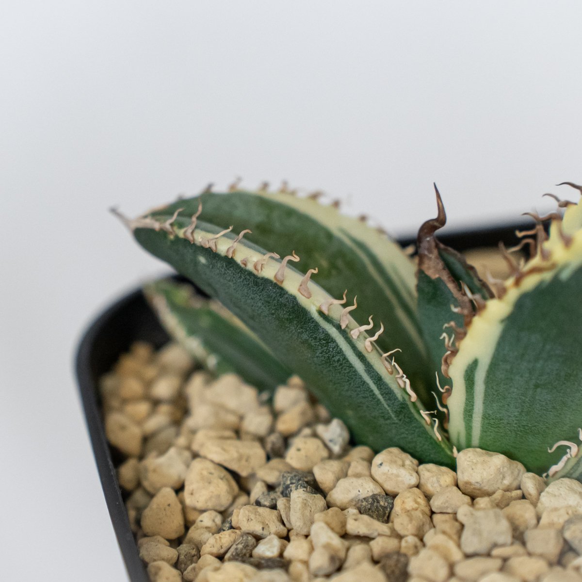 アガベ チタノタ 悪魔くん錦 斑入り TC株 Agave titanota Bakemono