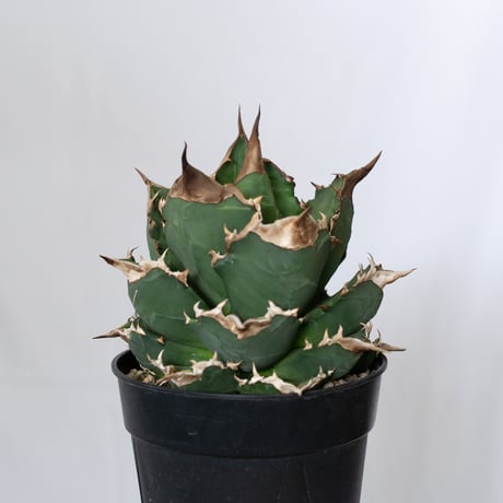 アガベ チタノタ ホワイトファイヤー 大株 Agave titanota White fire 多肉植物 珍奇植物 静岡 ANTIDOTE 通販 S1576