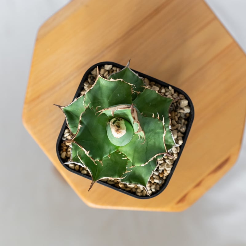アガベ チタノタ 白犀牛 TC株【発根管理中】シロサイ Agave titanota