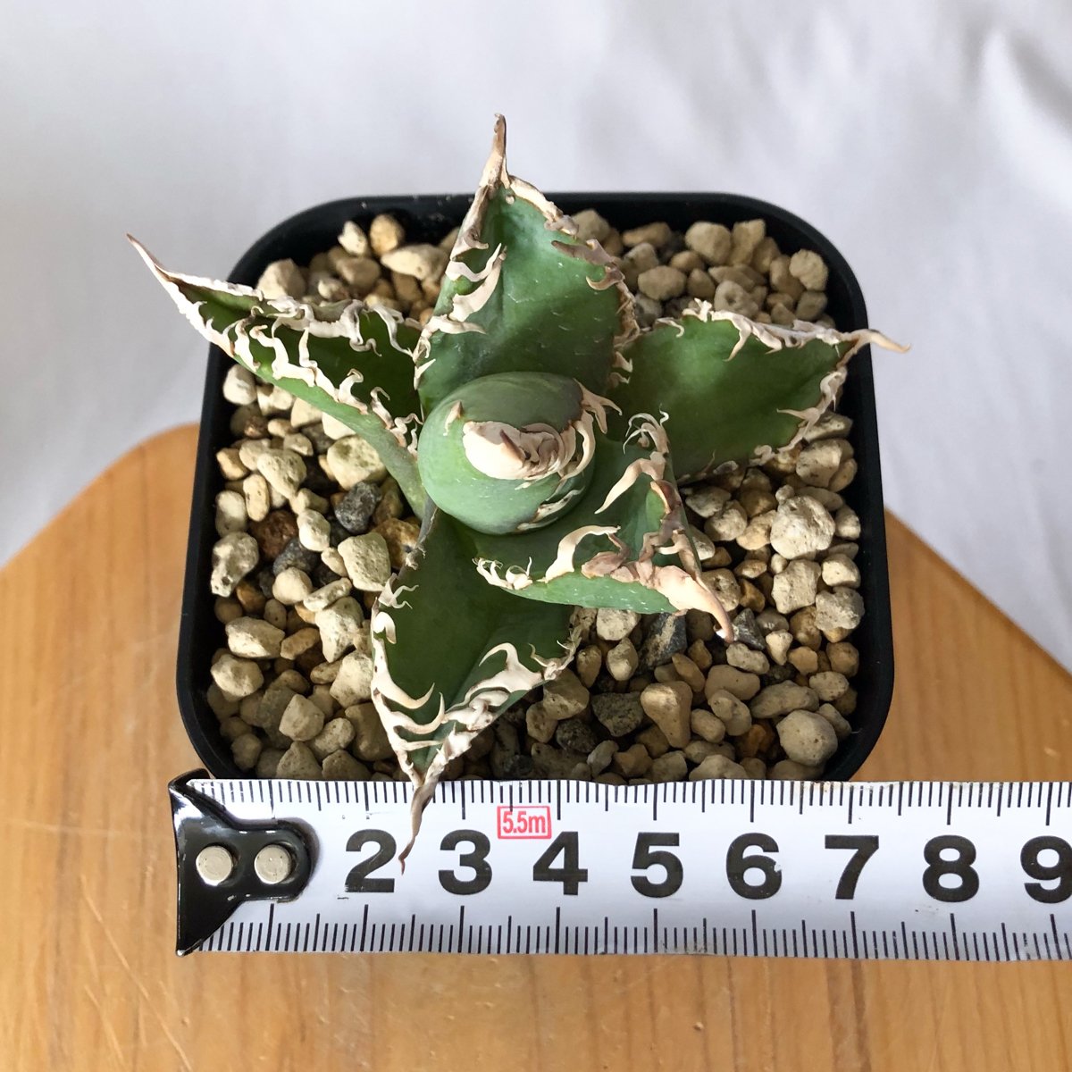 アガベ チタノタ 白幽霊 TC株【発根管理中】agave titanota white gho