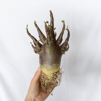 ★期間限定★アデニウム アラビカム ブラックスキン Adenium Arabicum Black Skin ベアルート 塊根植物 静岡 ANTIDOTE 通販 S1767