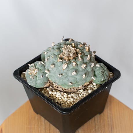ロフォフォラ 銀冠玉 実生 lophophora williamsii var.decipiens サボテン 多肉植物 珍奇植物 静岡 ANTIDOTE 通販 S1531