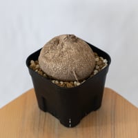 ステファニア エレクタ 実生【発根管理中】Stephania erecta 塊根植物 コーデックス 多肉植物 珍奇植物 静岡 ANTIDOTE 通販 S1593