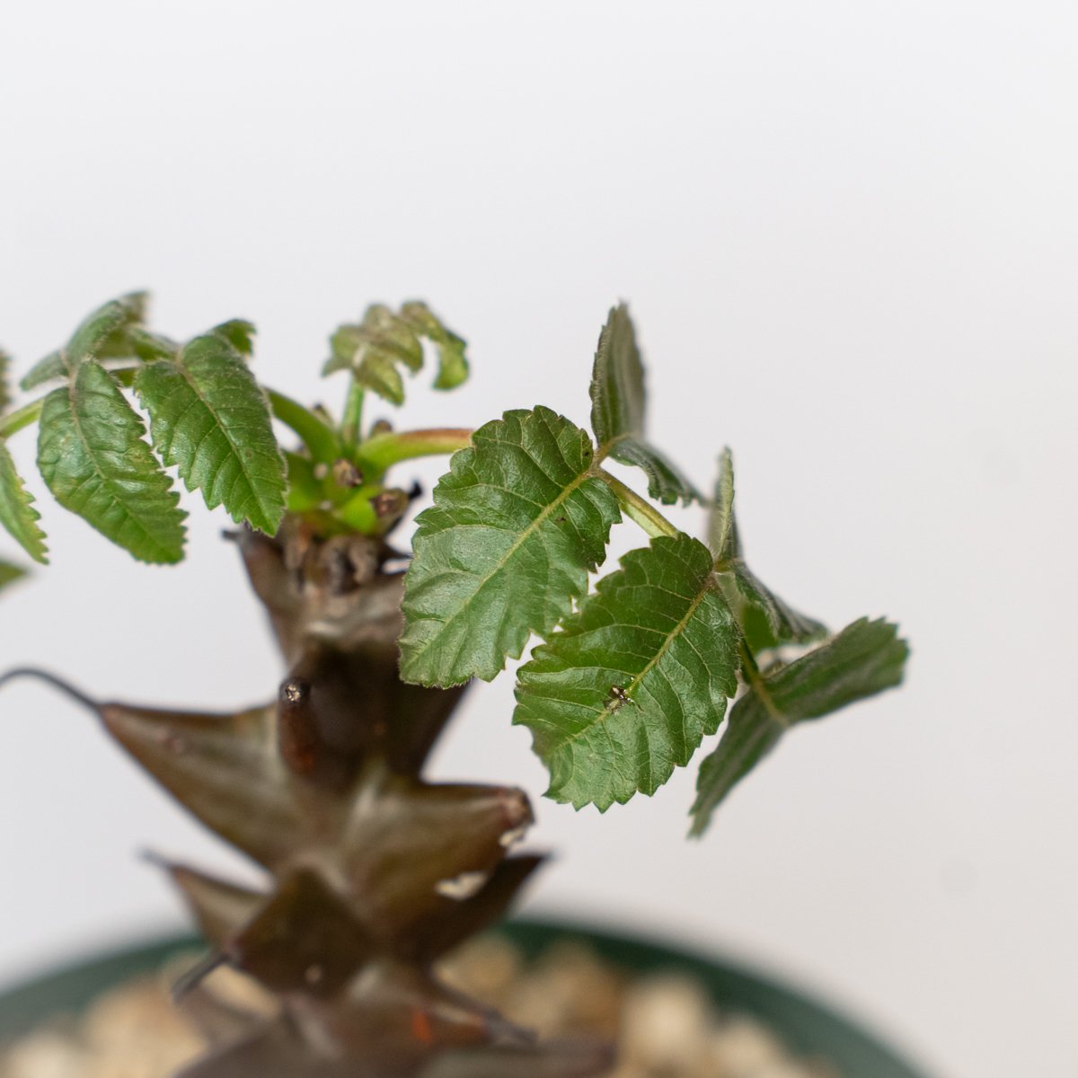 ベイセリア メキシカーナ 実生 Beiselia mexicana 塊根植物 多肉植物