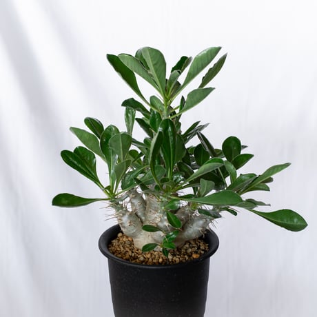 パキポディウム サウンデルシー 実生 白馬城 Pachypodium saundersii 塊根植物 コーデックス 多肉植物 珍奇植物 静岡 ANTIDOTE 通販 S1515