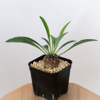 鉄甲丸 ユーフォルビア ブプレウリフォリア 実生 Euphorbia bupleurifolia 多肉植物 珍奇植物 静岡 ANTIDOTE 通販 S1542