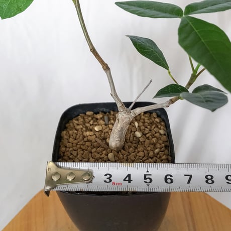 コミフォラ オルビクラリス 実生 Commiphora monstruosa 灌木コーデックス 多肉植物 観葉植物 珍奇植物 静岡 ANTIDOTE 通販 S1568