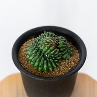ギムノカリキウム 刺無牡丹玉 綴化 石化 Gymnocalycium mihanovichii サボテン 多肉植物 珍奇植物 静岡 ANTIDOTE 通販 S1805