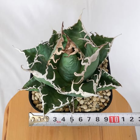 アガベ チタノタ 悪魔くん錦 大株 TC株 Agave titanota Bakemono 多肉植物 珍奇植物 静岡 通販 ANTIDOTE S1557