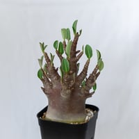 アデニウム アラビカム ブラックスキン 実生 Adenium Arabicum Black Skin 塊根植物 コーデックス 珍奇植物 多肉植物 静岡 ANTIDOTE 通販 S1600
