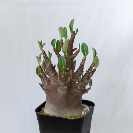 caudex | STORES