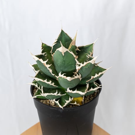 アガベ チタノタ 狼人 大株 Agave titanota Werewolf  多肉植物 珍奇植物 静岡 ANTIDOTE 通販 S1577