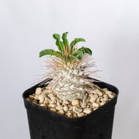 パキポディウム ナマクアナム 光堂 実生 Pachypodium namaquanum 塊根植物 コーデックス 多肉植物 珍奇植物 静岡 ANTIDOTE 通販 S1517