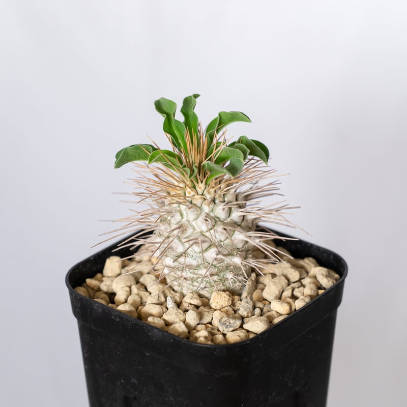 パキポディウム ナマクアナム（光堂） 実生④ パキポディウム ナマクアナム 光堂 実生 Pachypodium namaquanum 塊根植