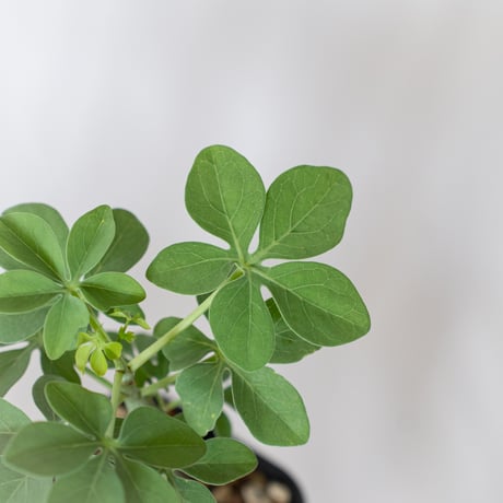 アデニア グラウカ 幻蝶かずら 実生 Adenia glauca  塊根植物 コーデックス 珍奇植物 多肉植物 静岡 ANTIDOTE 通販 S1522