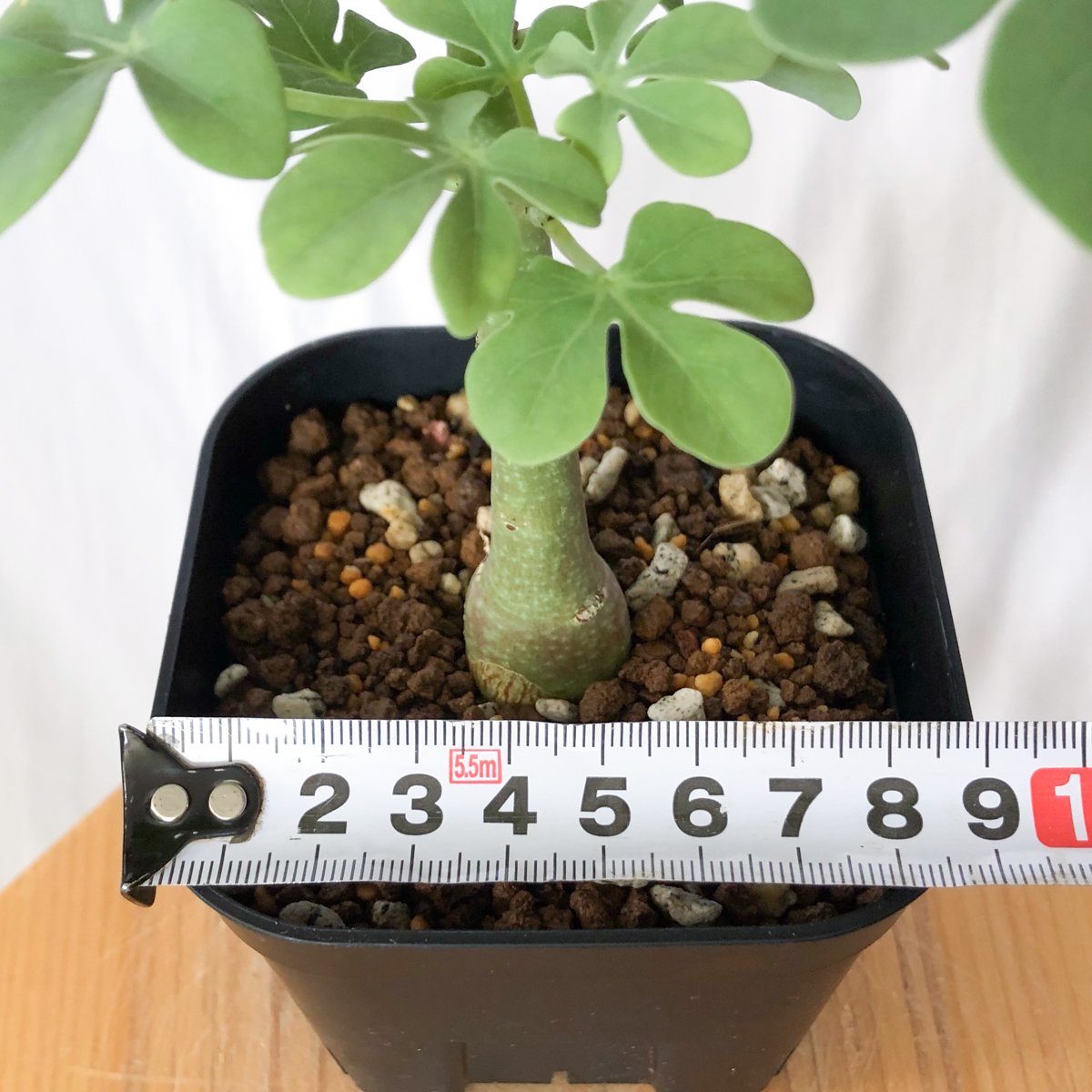 父の日】アデニア グラウカ / 幻蝶かずら 文福茶釜 コーデックス 希少