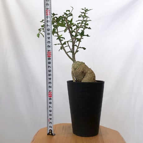 フォッケア エデュリス 火星人 実生 Fockea edulis コーデックス 塊根植物 多肉植物 観葉植物 静岡 ANTIDOTE 通販 S1534