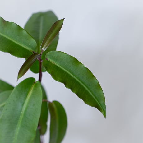 ペトペンチア ナタレンシス 実生 Petopentia natalensis 塊根植物 コーデックス 多肉植物 珍奇植物 静岡 ANTIDOTE 通販 S1602