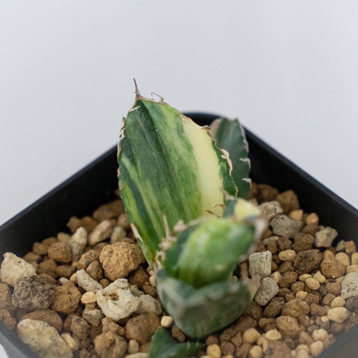 アガベ チタノタ 白鯨錦　縞斑 アガベ チタノタ 白鯨 縞斑 白鯨錦 TC株 Agave titanota White Wha