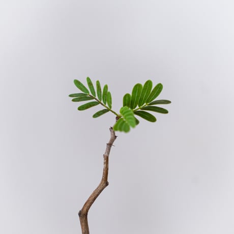 センナ メリディオナリス 実生 Senna Meridionalis 灌木コーデックス 塊根植物 多肉植物 珍奇植物 静岡 ANTIDOTE 通販 S1514