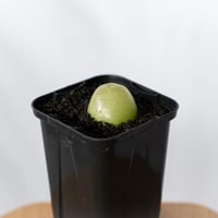 コノフィツム ブルゲリ Conophytum burgeri 多肉植物 珍奇植物 静岡 ANTIDOTE 通販 S1704