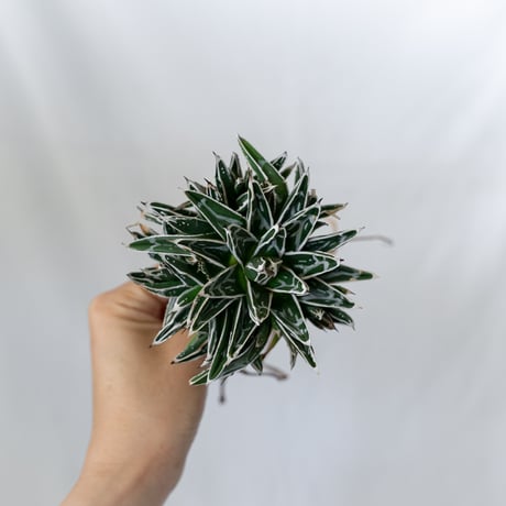 アガベ 姫笹の雪 OC株 ベアルート Agave victoriae-reginae 多肉植物 珍奇植物 静岡 通販 ANTIDOTE S1609