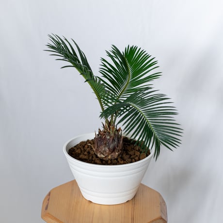 ソテツ 実生 Cycas revoluta 観葉植物 インテリアグリーン 庭木 静岡 ANTIDOTE 通販 S1552