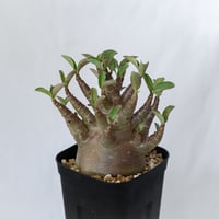アデニウム アラビカム ブラックスキン 実生 Adenium Arabicum Black Skin 塊根植物 コーデックス 珍奇植物 多肉植物 静岡 ANTIDOTE 通販 S1599