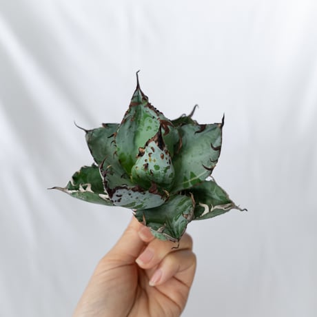 ★8/9まで限定販売★ アガベ チタノタBB怪獣  TC株 ベアルート Agave titanota Black & Blue 多肉植物 珍奇植物 静岡 通販 ANTIDOTE S1579