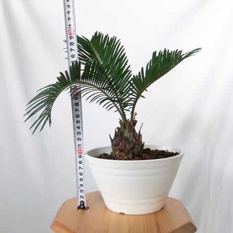 ソテツ 実生 Cycas revoluta 観葉植物 インテリアグリーン 庭木 静岡 ANTIDOTE 通販 S1552