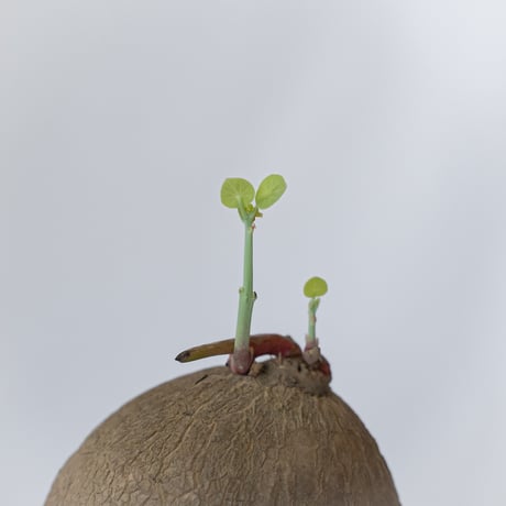 ステファニア エレクタ 実生【発根管理中】Stephania erecta 塊根植物 コーデックス 多肉植物 珍奇植物 静岡 ANTIDOTE 通販 S1595