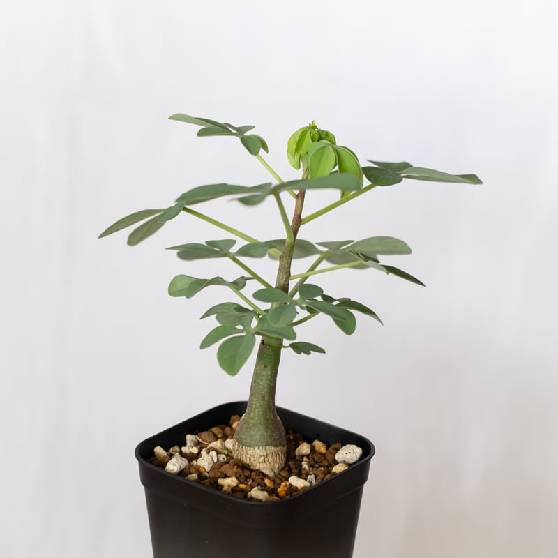 アデニア グラウカ 幻蝶かずら 実生 Adenia glauca 塊根植物