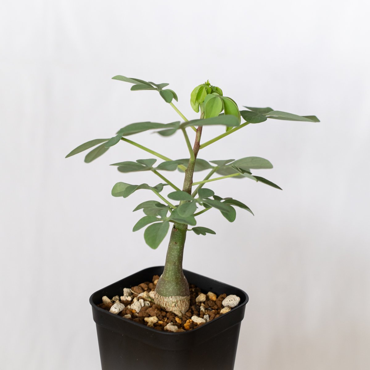 アデニア グラウカ 幻蝶かずら 実生 Adenia glauca 塊根植物