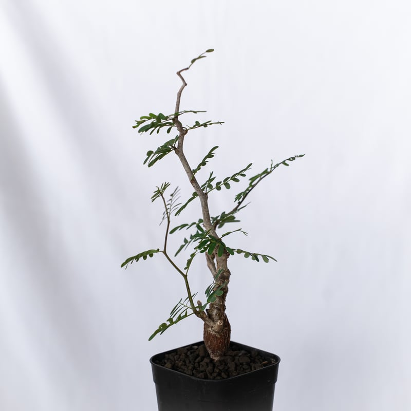センナ メリディオナリス 実生 Senna Meridionalis 灌木コーデックス