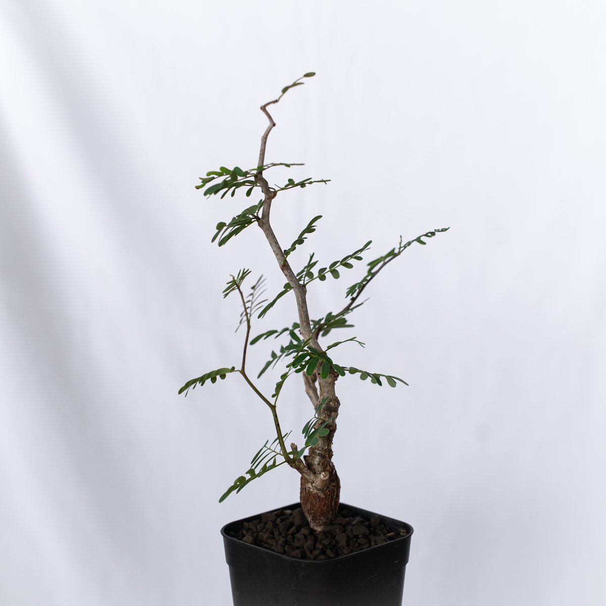 センナ メリディオナリス 実生 Senna Meridionalis 灌木コーデックス