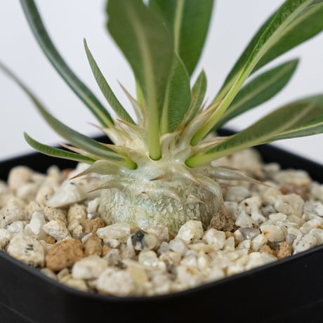 パキポディウム レウコキサンツム 実生 Pachypodium brevicaule leucoxanthum 塊根植物 コーデックス 多肉植物 珍奇植物 静岡 ANTIDOTE 通販 S1626