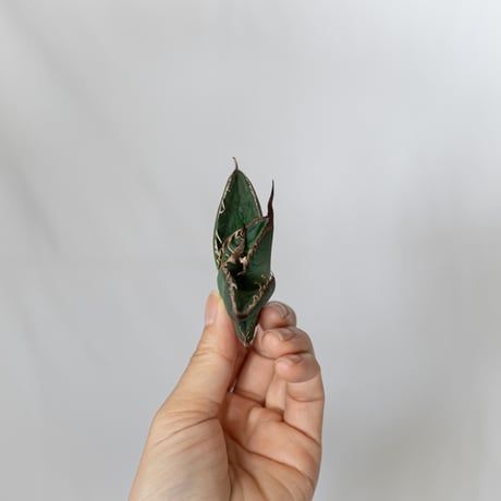 ★8/9まで限定販売★アガベ チタノタ 悪魔くん TC株 ベアルート Agave titanota 多肉植物 珍奇植物 静岡 通販 ANTIDOTE S1585