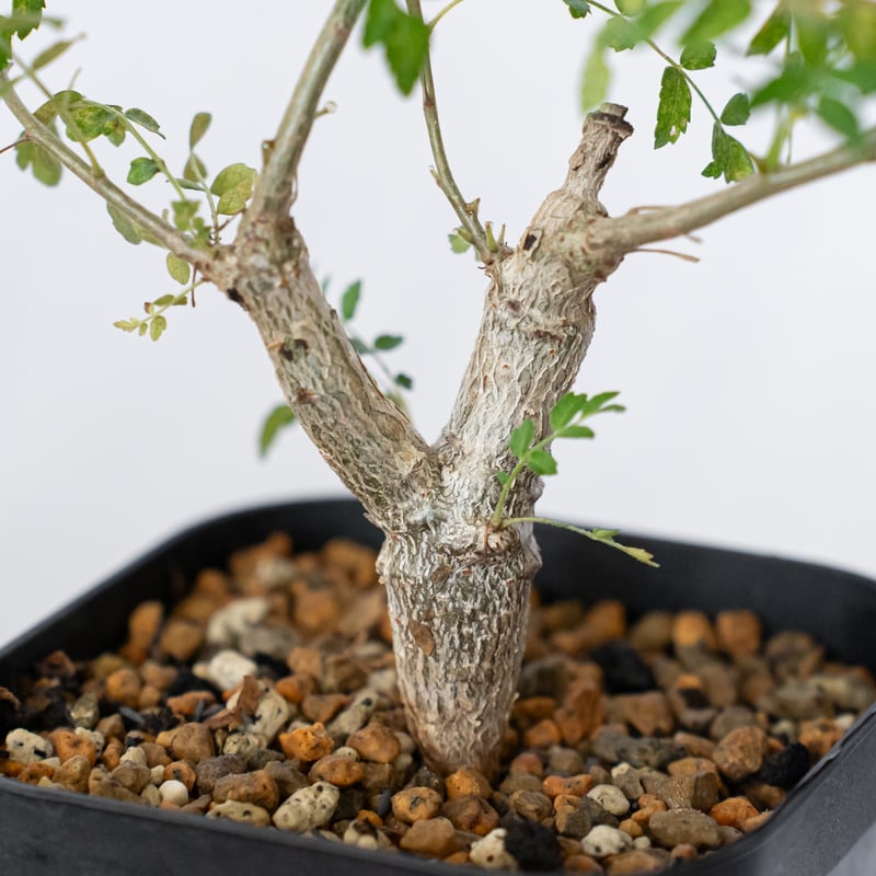 ボスウェリア ネグレクタ 実生 Boswellia neglecta 多肉植物 珍奇植物