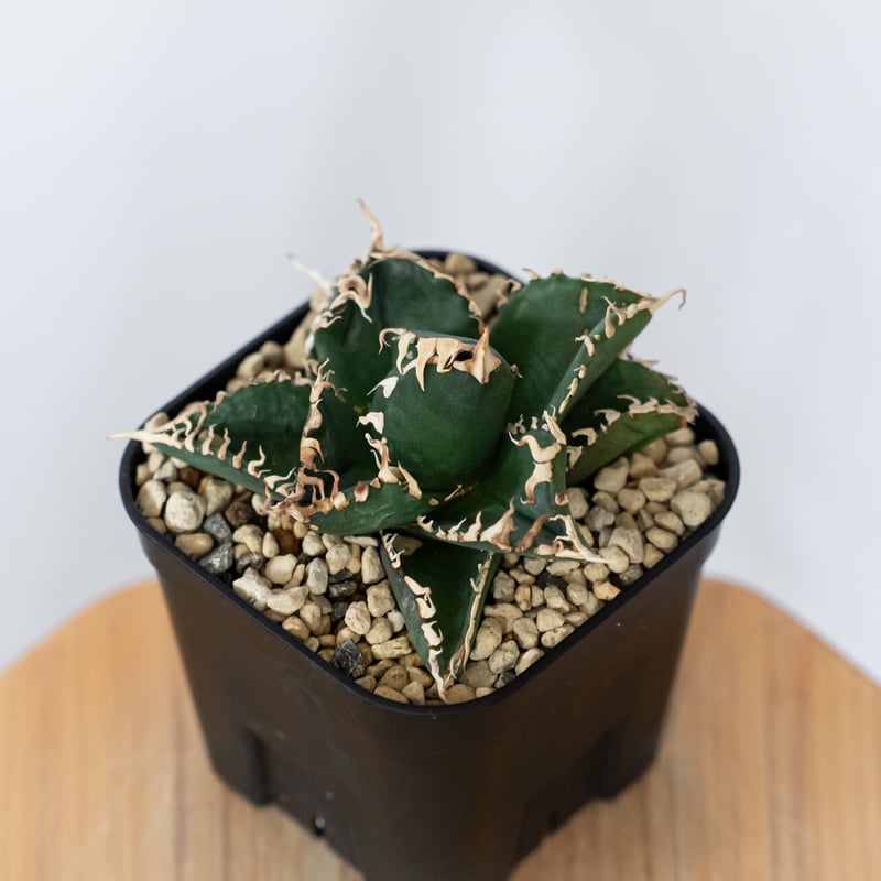 アガベ チタノタ 金剛 OC株【発根管理中】Agave titanota adamantine
