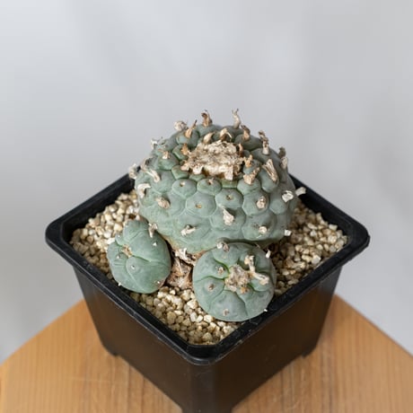 ロフォフォラ 銀冠玉 実生 lophophora williamsii var.decipiens サボテン 多肉植物 珍奇植物 静岡 ANTIDOTE 通販 S1531