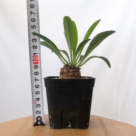 鉄甲丸 ユーフォルビア ブプレウリフォリア 実生 Euphorbia bupleurifolia 多肉植物 珍奇植物 静岡 ANTIDOTE 通販 S1542