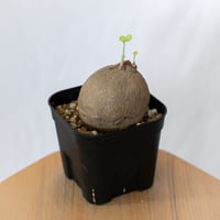 ステファニア エレクタ 実生【発根管理中】Stephania erecta 塊根植物 コーデックス 多肉植物 珍奇植物 静岡 ANTIDOTE 通販 S1595