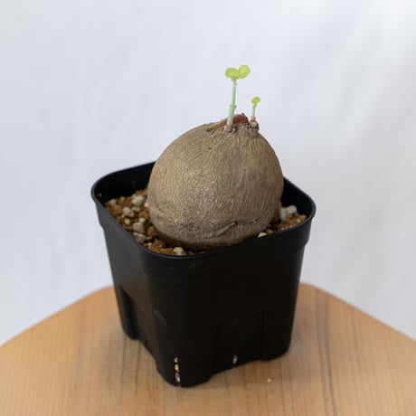 ステファニア エレクタ 実生【発根管理中】Stephania erecta 塊根植物 コーデックス 多肉植物 珍奇植物 静岡 ANTIDOTE 通販 S1595