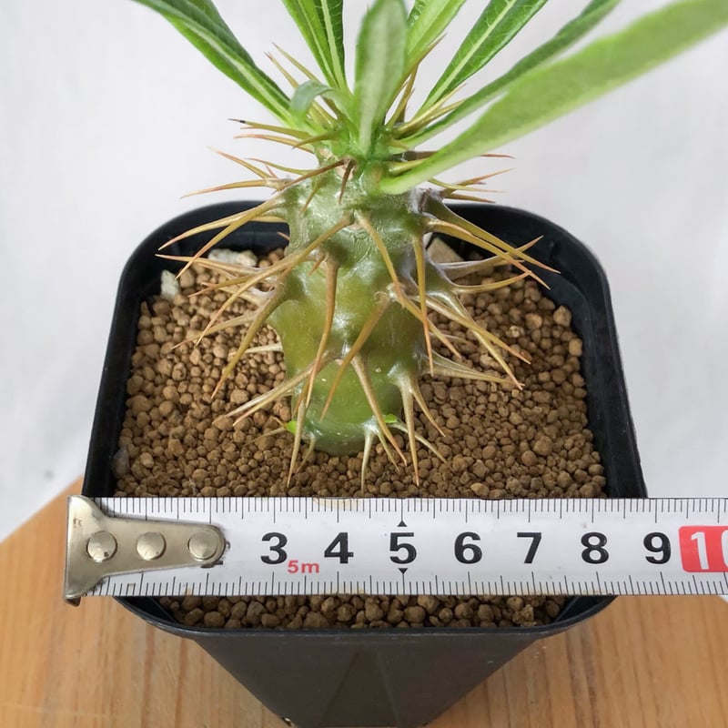 パキポディウム アンボンゲンセ 実生 Pachypodium ambongense 塊根植物