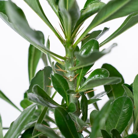 パキポディウム サウンデルシー 実生 白馬城 Pachypodium saundersii 塊根植物 コーデックス 多肉植物 珍奇植物 静岡 ANTIDOTE 通販 S1515